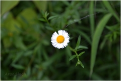 Erigeron karvinskianus